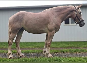 Draft Horse, Mare, 5 years, 17 hh, Roan-Red