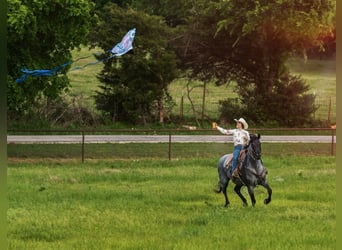 Draft Horse Mix, Mare, 5 years, Roan-Blue