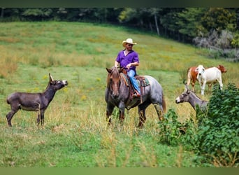 Draft Horse Mix, Mare, 5 years, Roan-Red
