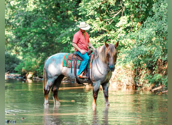 Draft Horse Mix, Mare, 5 years, Roan-Red