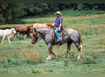 Draft Horse Mix, Mare, 5 years, Roan-Red