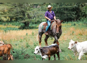 Draft Horse Mix, Mare, 5 years, Roan-Red
