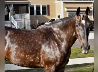 Draft Horse Mix, Mare, 5 years