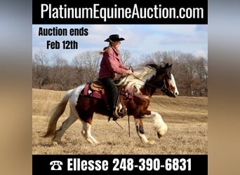 Draft Horse, Mare, 6 years, 14 hh, Tobiano-all-colors