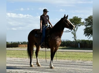 Draft Horse, Mare, 6 years, 15.2 hh, Bay