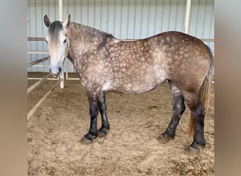 Draft Horse Mix, Mare, 6 years, 15.3 hh, Gray