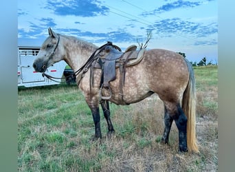 Draft Horse Mix, Mare, 6 years, 15.3 hh, Gray