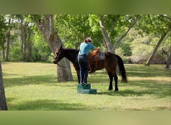 Draft Horse, Mare, 6 years, 15 hh, Bay