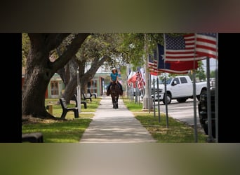 Draft Horse, Mare, 6 years, 15 hh, Bay