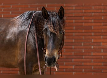 Draft Horse, Mare, 6 years, 15 hh, Bay