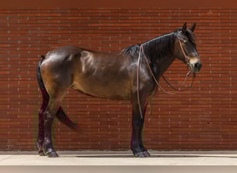 Draft Horse, Mare, 6 years, 15 hh, Bay
