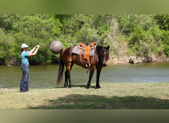 Draft Horse, Mare, 6 years, 15 hh, Bay