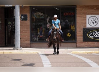 Draft Horse, Mare, 6 years, 15 hh, Bay