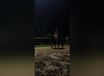 Draft Horse Mix, Mare, 6 years, 15,1 hh, Black