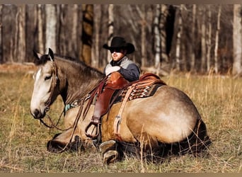 Draft Horse, Mare, 6 years, 16.2 hh, Buckskin