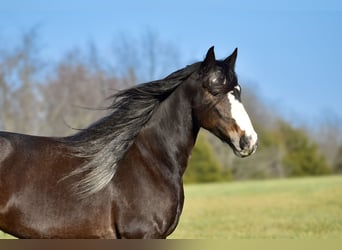 Draft Horse Mix, Mare, 6 years, 16,2 hh, Roan-Bay