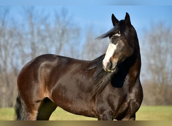 Draft Horse Mix, Mare, 6 years, 16,2 hh, Roan-Bay