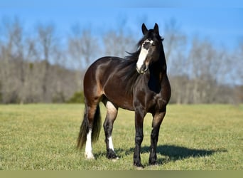 Draft Horse Mix, Mare, 6 years, 16,2 hh, Roan-Bay