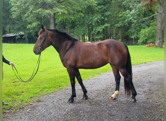 Draft Horse Mix, Mare, 6 years, 16 hh, Bay