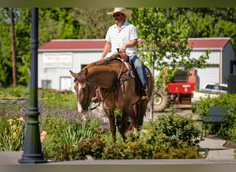 Draft Horse Mix, Mare, 6 years, 16 hh, Dun