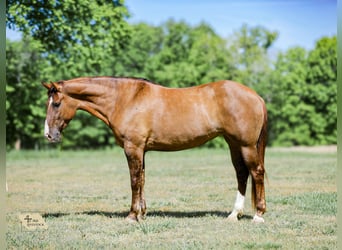Draft Horse Mix, Mare, 6 years, 16 hh, Dun