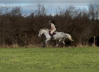 Draft Horse, Mare, 6 years, 16 hh, Grey-Dapple