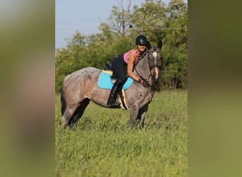 Draft Horse Mix, Mare, 6 years, 16 hh, Roan-Bay