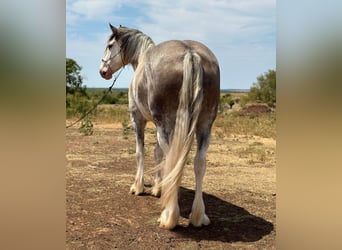 Draft Horse, Mare, 6 years, 16 hh, Roan-Blue