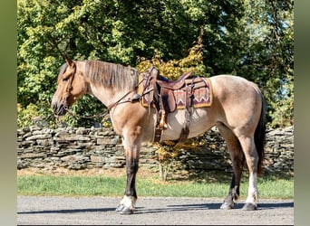 Draft Horse, Mare, 6 years, Roan-Bay
