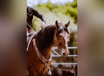 Draft Horse, Mare, 7 years, 14,3 hh, Bay