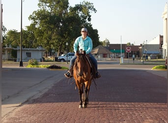 Draft Horse, Mare, 7 years, 14,3 hh, Bay