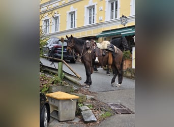 Draft Horse, Mare, 7 years, 15.1 hh, Brown