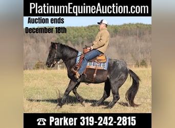 Draft Horse, Mare, 7 years, 15,1 hh, Roan-Blue