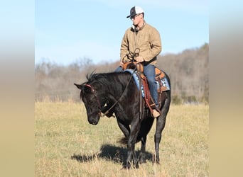 Draft Horse, Mare, 7 years, 15,1 hh, Roan-Blue