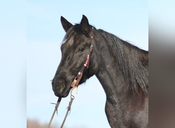 Draft Horse, Mare, 7 years, 15,1 hh, Roan-Blue