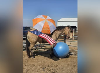 Draft Horse, Mare, 7 years, 15 hh, Buckskin