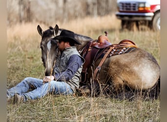 Draft Horse, Mare, 7 years, 16,2 hh, Buckskin