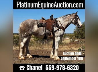 Draft Horse, Mare, 7 years, 16 hh, Roan-Blue