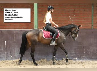 Arbeitspferd Mix, Stute, 7 Jahre