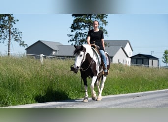 Draft Horse Mix, Mare, 7 years, Pinto