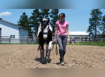 Draft Horse Mix, Mare, 7 years, Pinto