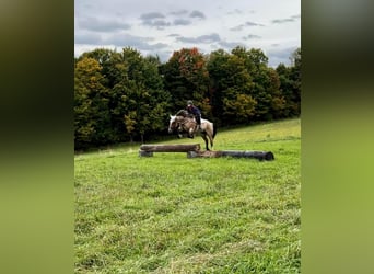 Draft Horse, Mare, 7 years, Roan-Bay