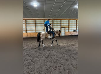 Draft Horse, Mare, 7 years, Roan-Bay