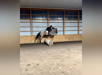 Draft Horse, Mare, 7 years, Roan-Bay