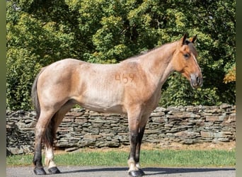 Draft Horse, Mare, 7 years, Roan-Bay