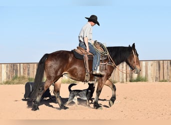 Draft Horse Mix, Mare, 8 years, 15,2 hh