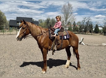 Draft Horse Mix, Mare, 8 years, 15,2 hh, Sorrel