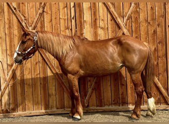 Draft Horse Mix, Mare, 8 years, 15,2 hh, Sorrel