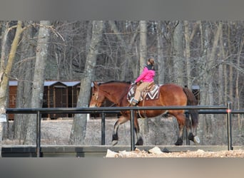 Draft Horse Mix, Mare, 8 years, 15,3 hh