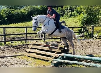 Draft Horse, Mare, 8 years, 16.1 hh, Gray